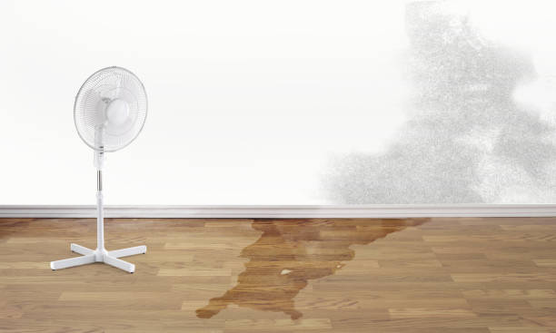 Best Water damage restoration mold remediation  in Trinity, NC